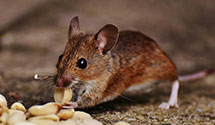 24 Hour & Emergency Exterminators in Macy, NE